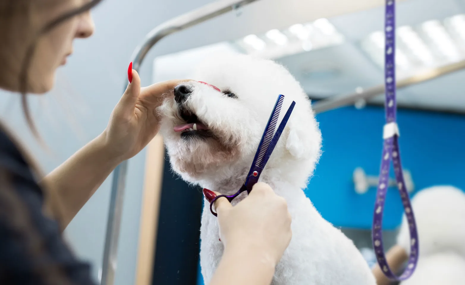 Woman Trimming a Dog's fur